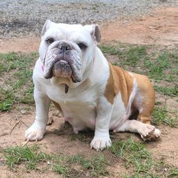 Anges - Bulldog