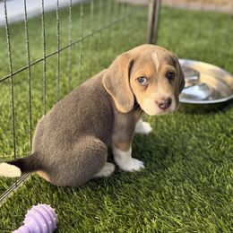 Gunner- Purple Collar - Blue tan and white male Beagle puppy in Las Vegas, Nevada from Hound Kings