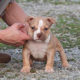 Nasiens - Red sable male American Bully puppy in Orlinda, Tennessee from SimplyBullies