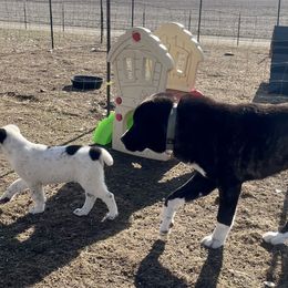Central Asian Shepherd Dogs from Kuratoro Central Asian Shepherds