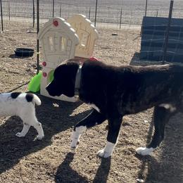 Central Asian Shepherd Dogs from Kuratoro Central Asian Shepherds