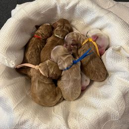 Blue Collar Male - Red  male Goldendoodle puppy in Bradenton, Florida from Suncoast Goldendoodles