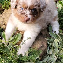 Australian Shepherd Puppies from Farmstead Aussies