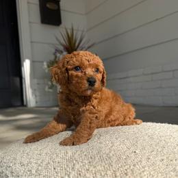 Huck - Apricot male Assorted Doodle Crosses puppy in Marysville, California from Dailey Doodles and Dachshunds