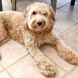 Goldendoodle All Grown Up from Blessed Day Doodles