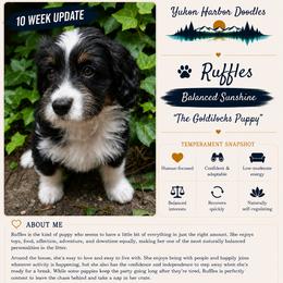Ruffles - female Australian Mountain Doodle puppy in Port Orchard, Washington from Yukon Harbor Doodles