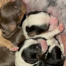 Bernedoodle Puppies from Bernied00dle Love