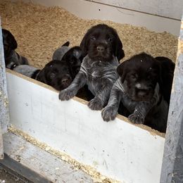 Wirehaired Pointing Griffon Puppies from High Point Griffons