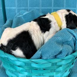 Aussiedoodle Puppies from Sunshine Aussiedoodles Idaho
