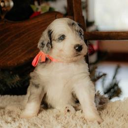 Glitter - Blue merle and white female Sheepadoodle puppy in Vernonia, Oregon from Life Unleashed Farm