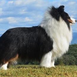 Shetland Sheepdogs from Cielito Lindo Shelties