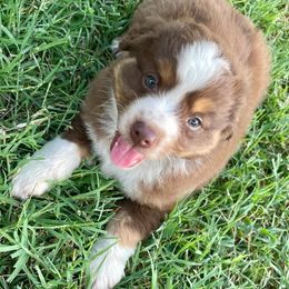 Miniature Australian Shepherd Puppies from SO Aussies