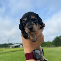 DRM5  black and cream or tan - Black and cream male Dachshund puppy in Carthage, Texas from Rafter C Ranch Doxies
