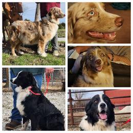 Reba - Australian Shepherd