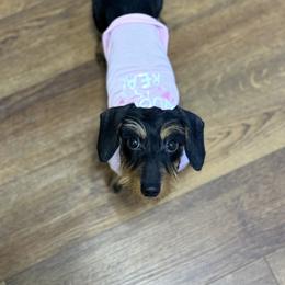 Murphy - Dachshund