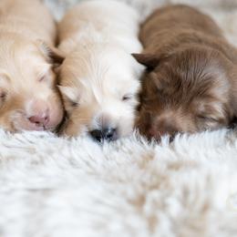 Dachshund Puppies from CTX Doxies