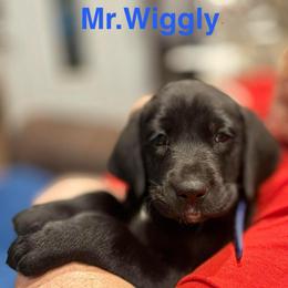 Mr. Wiggly Blue collar, Male - Black male Labrador Retriever puppy in Moore, Oklahoma from Okiehuntinboyz Labrador Retrievers