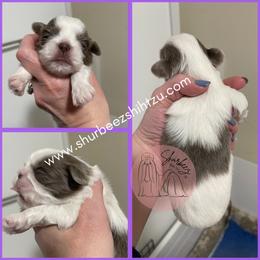 Shih Tzu Puppies from Shurbeez Shih Tzu