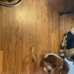 Basset Hounds from Diane Guyton