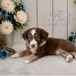 Buck - Red tri-color male Australian Shepherd puppy in Albany, Kentucky from Blue Ridge