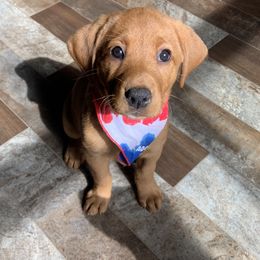 Labrador Retriever Puppies from TNT Elite Labradors