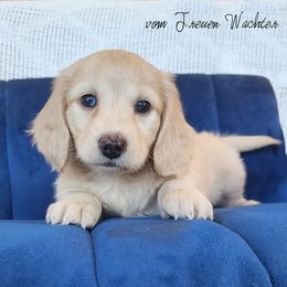 Valor - Cream male Dachshund puppy in Grants Pass, Oregon from vom Treuen Wachter