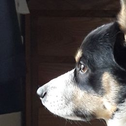 Pembroke Welsh Corgis from S and S Corgi's