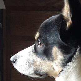 Pembroke Welsh Corgis from S and S Corgi's