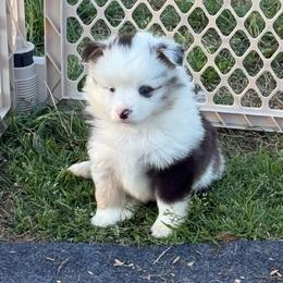 Black over left eye - Blue merle male Miniature Australian Shepherd puppy in Graham, North Carolina from Thompson Farm Mini Aussies