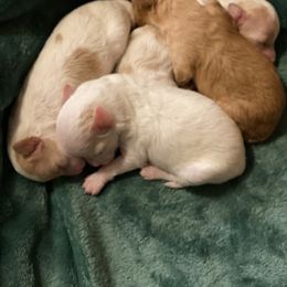 Poodle Puppies from Jamilette Delatorre's Poodles