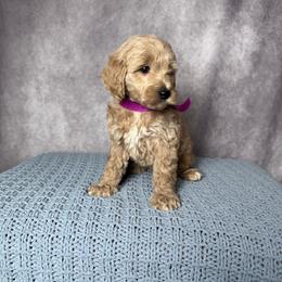 Purple Female- MiniGoldendoodle - Apricot female Goldendoodle puppy in Piedmont, South Carolina from The Farm at Saluda Ridge