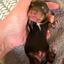 Baby boy - Black and tan male Dachshund puppy in Irving, Texas from DFW Dachshunds by G & S