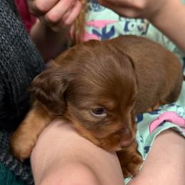 Nesquick - Chocolate and tan male Dachshund puppy in St Johns, Arizona from Glamorous Doxies