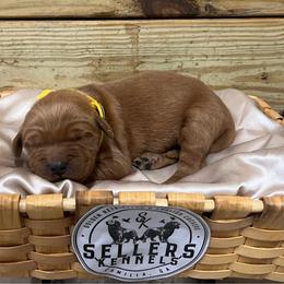 Liberty - Dark golden female Golden Retriever puppy in Pelham, Georgia from Sellers Kennels