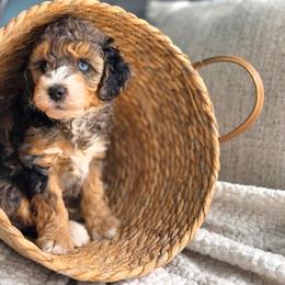 Chum - Blue merle male Aussiedoodle puppy in Saint Cloud, Florida from Jagged Oaks Farm