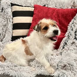 Jenny - Russell Terrier