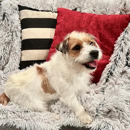 Jenny - Russell Terrier