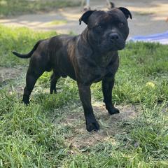 Smokey - Staffordshire Bull Terrier