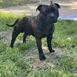 Smokey - Staffordshire Bull Terrier