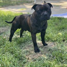 Smokey - Staffordshire Bull Terrier