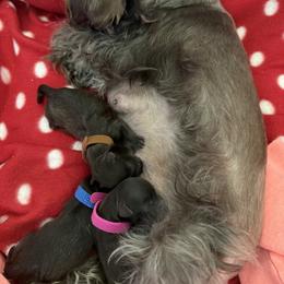 Miniature Schnauzer Puppies from Swedenburg Schnauzers