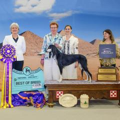 Saluki All Grown Up from Desertskye Salukis