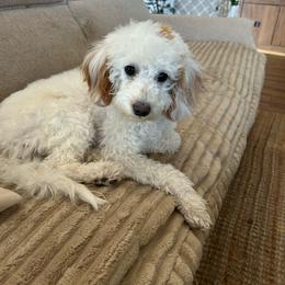 Sage - Goldendoodle