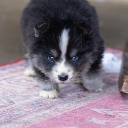 Captain - Black and white male Pomsky puppy in Moultonborough, New Hampshire from Foxfire Arctic Spitz