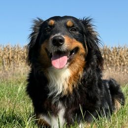 Luna - Australian Shepherd