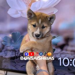 KENZO - Red male Shiba Inu puppy in Minnesota from BonsaiShibas