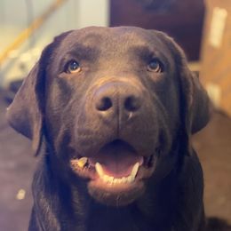 Ruger - Labrador Retriever