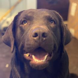 Ruger - Labrador Retriever