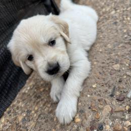 Boy 1 - Light golden male Golden Retriever puppy in Tyler, Texas from Cedar Hollow Retrievers