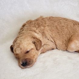 Goldendoodle Puppies from Lake Village Doodles